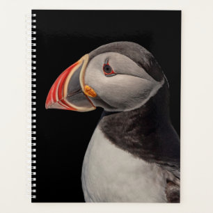 Puffin de l'Atlantique 2024 dans le Maine