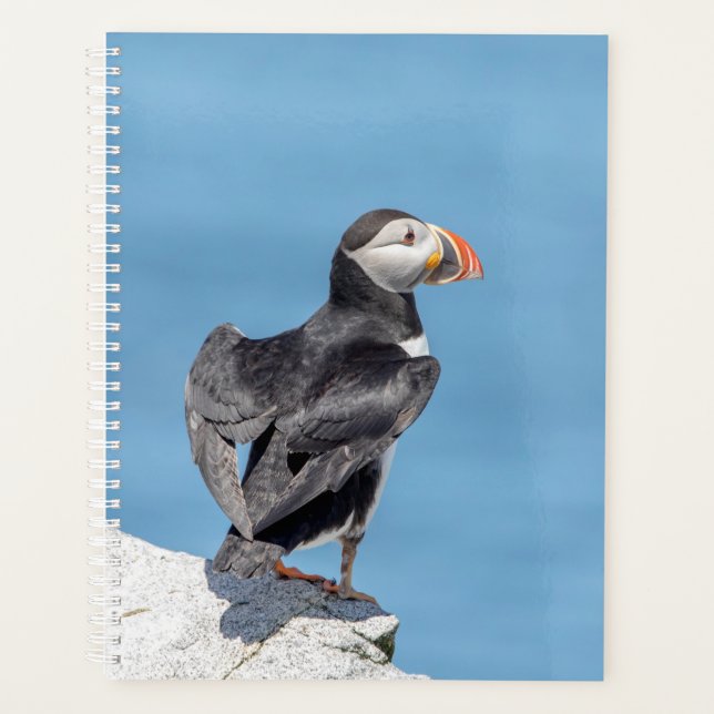 Puffin de l'Atlantique 2024 dans le Maine (Devant)