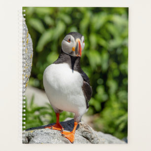 Puffin de l'Atlantique 2024 dans le Maine