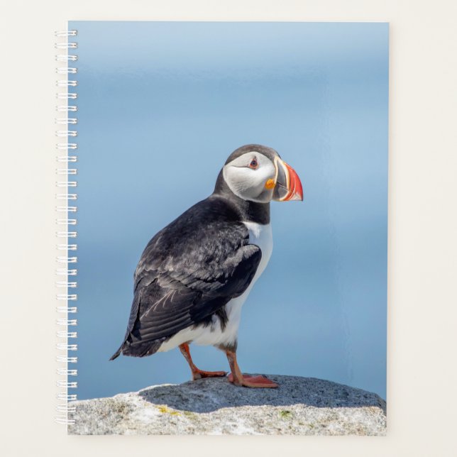 Puffin de l'Atlantique 2024 dans le Maine (Devant)