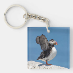 Puffin de l'Atlantique à Machias, au Moyen-Orient