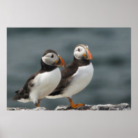Puffin Duo