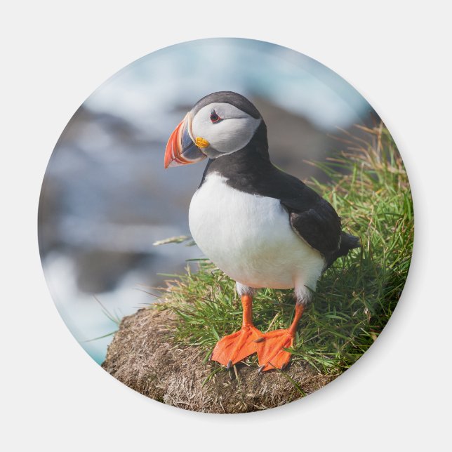 Puffin Fatercula Arctica Magnet (Vorne)