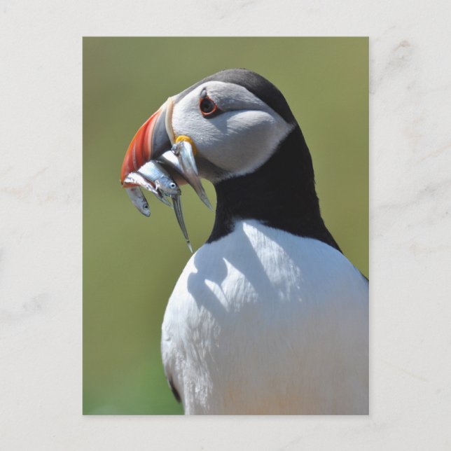 Puffin Fisherman Postkarte (Vorderseite)