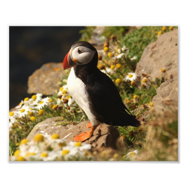 Puffin Fotodruck (Vorne)