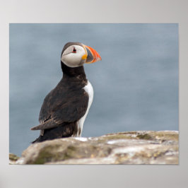 Puffin Fotoster Poster