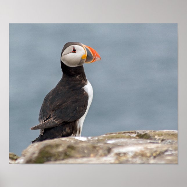 Puffin Fotoster Poster (Vorne)