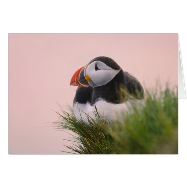 Puffin (Fratercula arctica) (Vorderseite (Horizontal))