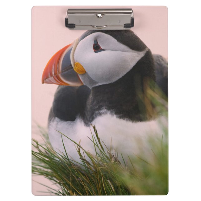 Puffin (Fratercula arctica) Klemmbrett (Vorderseite)