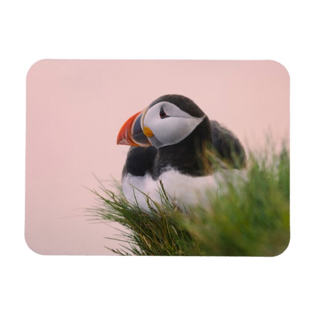 Puffin (Fratercula arctica) Magnet (Horizontal)