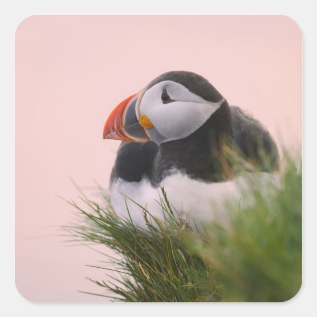 Puffin (Fratercula arctica) Quadratischer Aufkleber (Vorderseite)