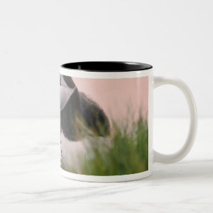 Puffin (Fratercula arctica) Zweifarbige Tasse