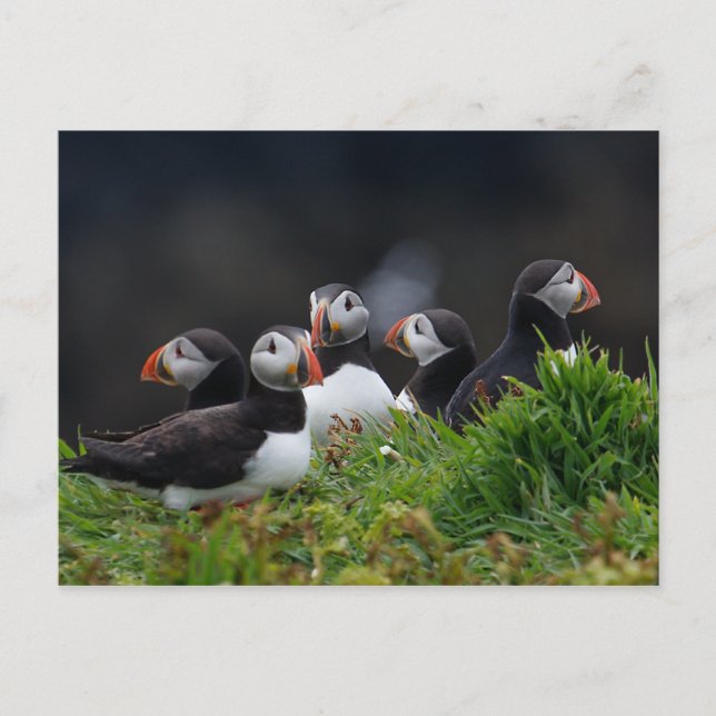 Puffin Gang Postkarte (Vorderseite)