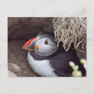 Puffin in einem Burrow Postkarte