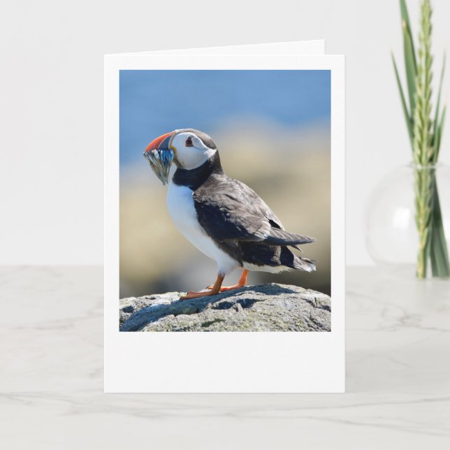 Puffin Karte (Vorderseite)