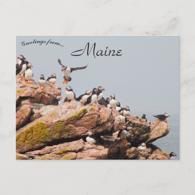 Puffin Landing in Maine Postkarte (Vorderseite)