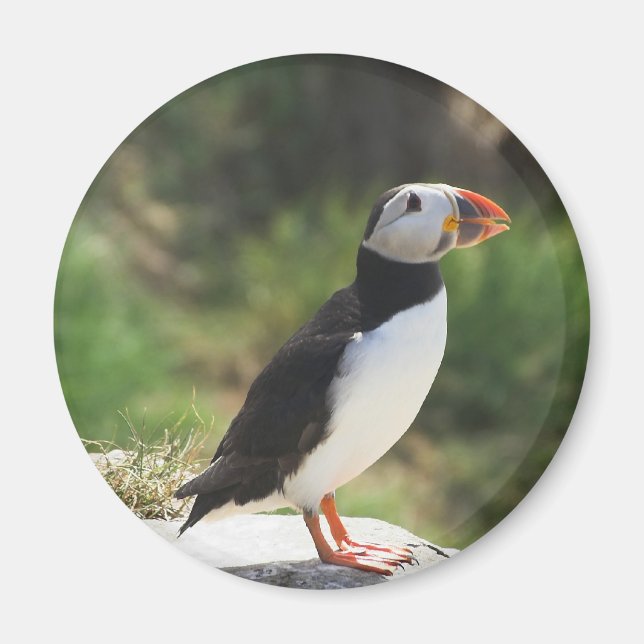 Puffin Magnet (Vorne)