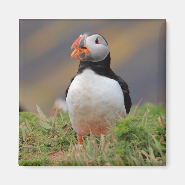 Puffin Magnet (Vorne)