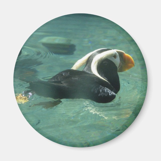 Puffin Magnet (Vorne)