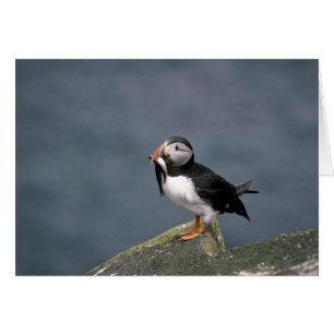Puffin mit Fisch