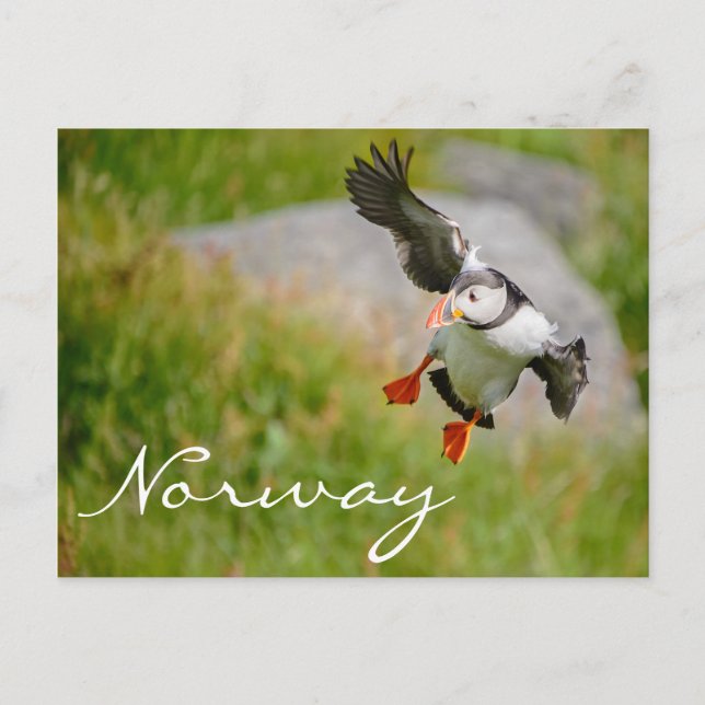 Puffin mit norwegischer Postkarte (Vorderseite)