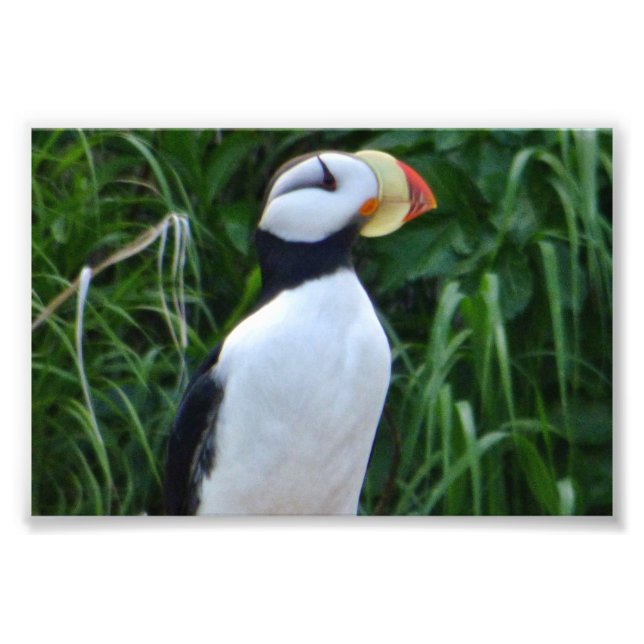 Puffin photo 4x6 (Devant)