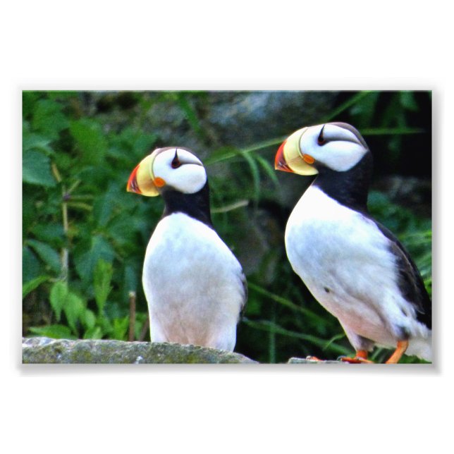 Puffin photo 6x4 (Devant)