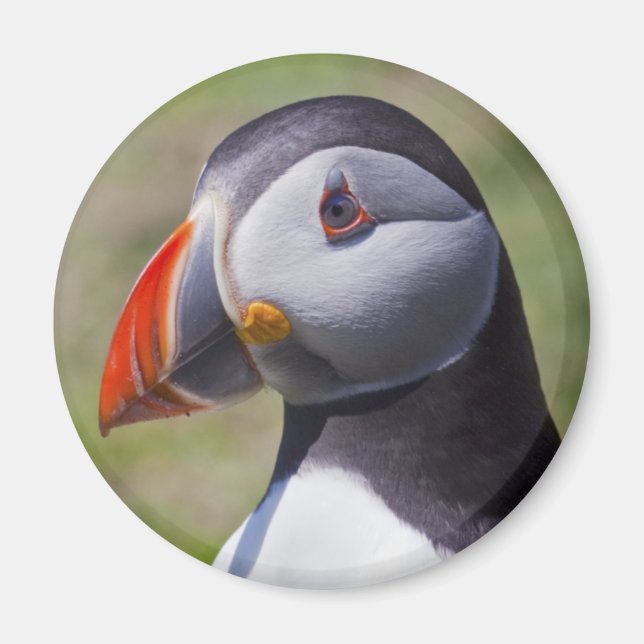 Puffin Portrait Magnet (Vorne)