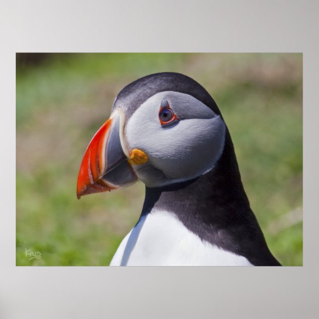 Puffin Portrait Print Poster (Vorne)
