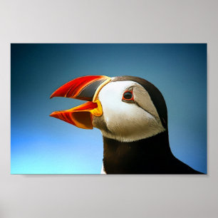Puffin Poster