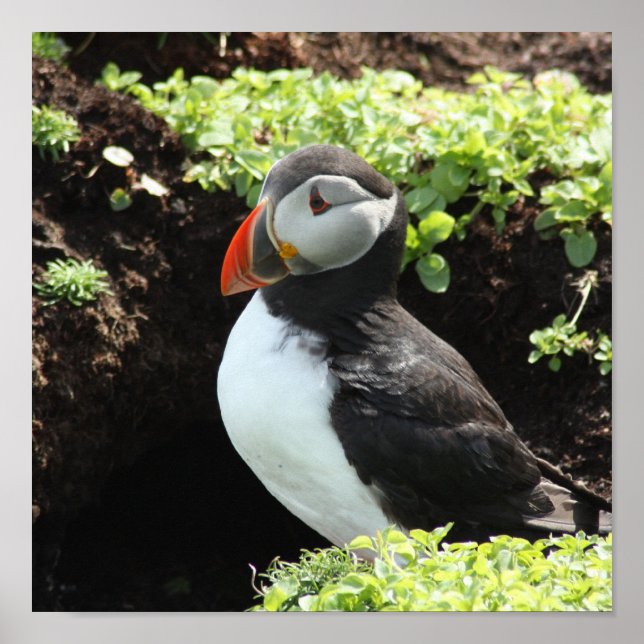 Puffin Poster (Vorne)