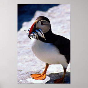 Puffin Poster