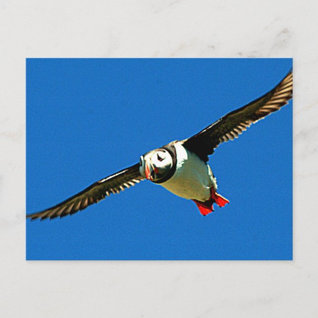 Puffin Postkarte (Vorderseite)