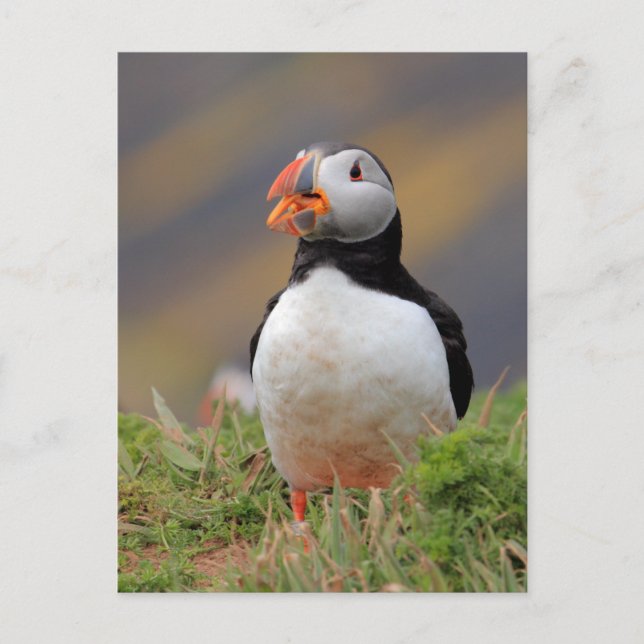 Puffin Postkarte (Vorderseite)