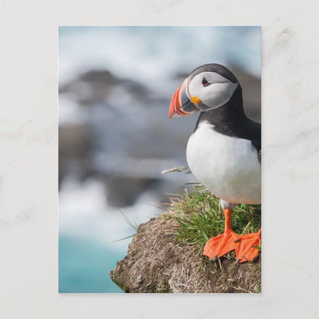 Puffin Postkarte (Vorderseite)