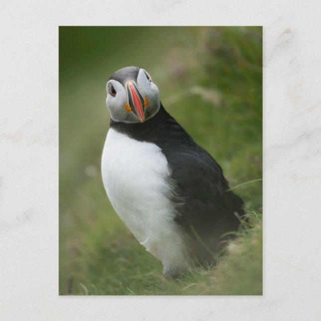 Puffin-Postkarte Postkarte (Vorderseite)