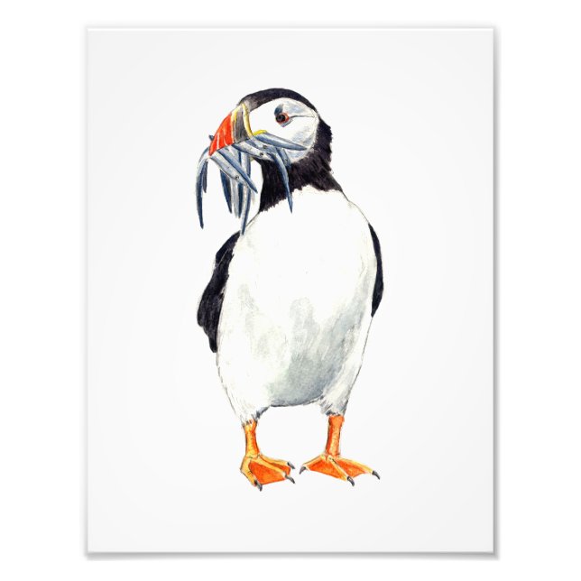 Puffin Print Fotodruck (Vorne)
