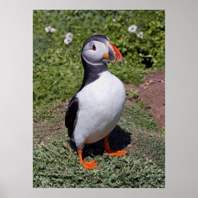 Puffin Print Poster (Vorne)