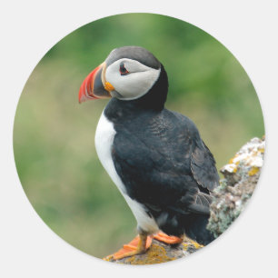 Puffin Runder Aufkleber