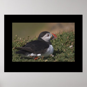 Puffin saß in Blume. Poster von cARTerART