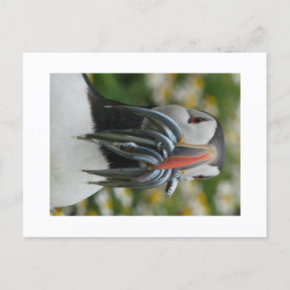 Puffin Skomer avec carte postale anguille de sable