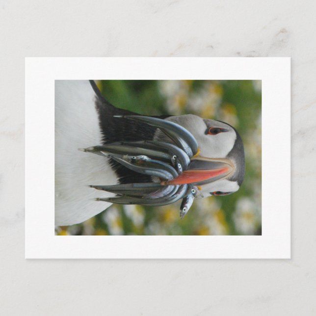 Puffin Skomer avec carte postale anguille de sable (Devant)
