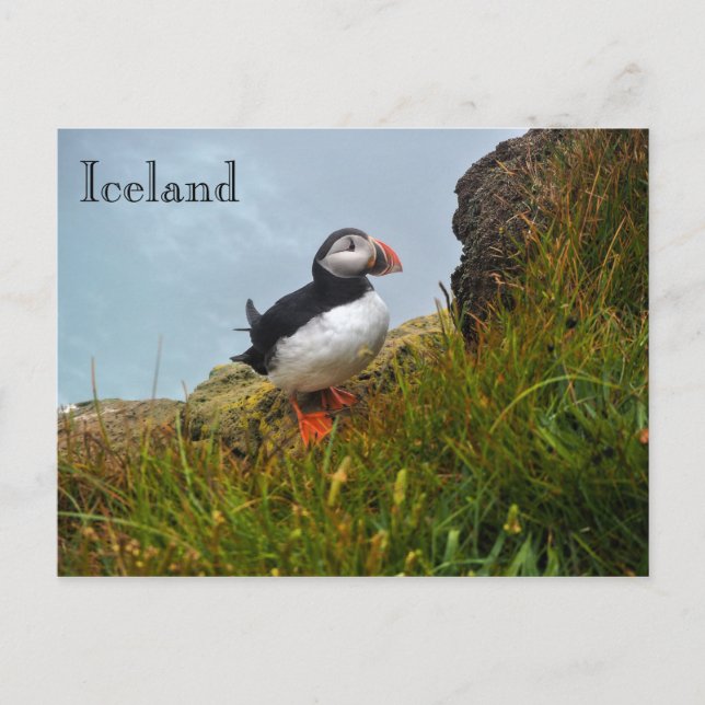 Puffin sur une falaise en Islande Carte postale (Devant)