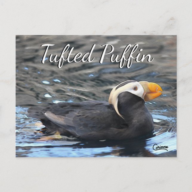 Puffin touffu - Carte postale (Devant)