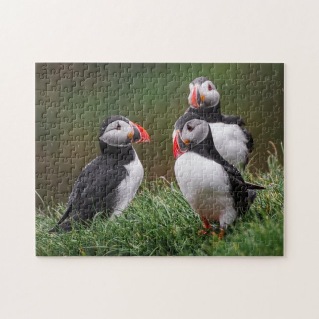 Puffin Trio (Horizontal)