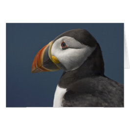 Puffin und Blue Sky
