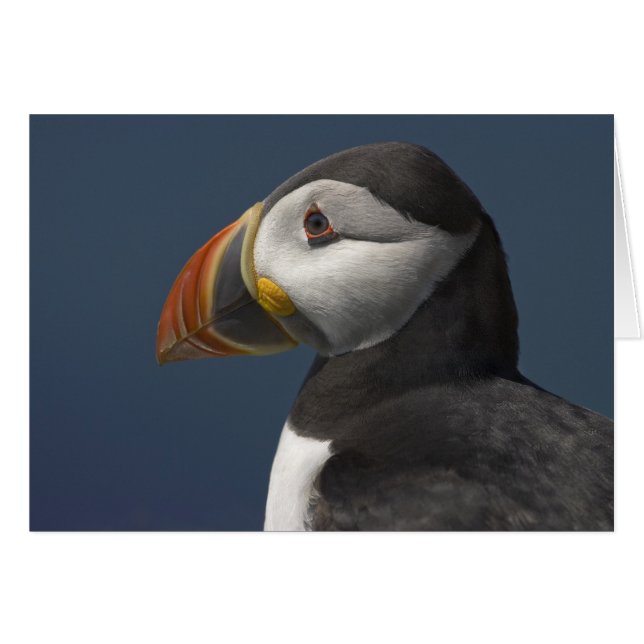 Puffin und Blue Sky (Vorderseite (Horizontal))
