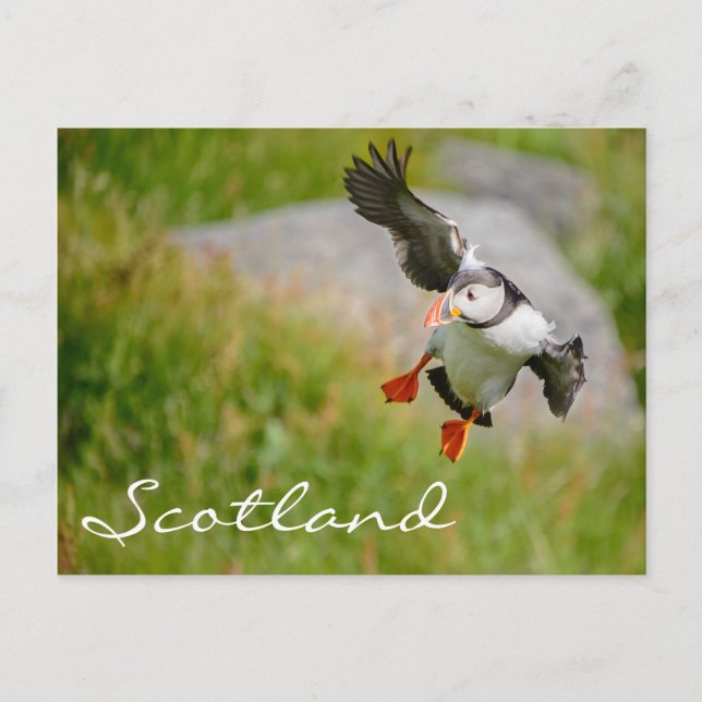 Puffin volant en Ecosse carte postale texte (Devant)
