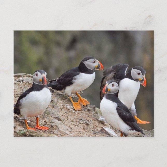 Puffinengruppe Postkarte (Vorderseite)