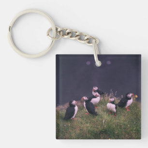 Puffins de l'Atlantique